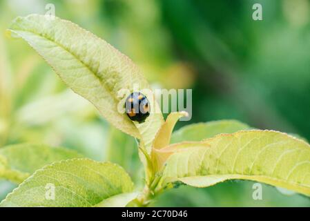 Ein schwarz-gelber Marienkäfer sitzt auf einem Blatt eines Gartenbaums Stockfoto