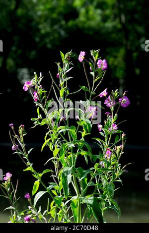 Große Weidenröschen (Epilobium hirsutum) wächst neben dem Grand Union Canal, Warwick, Großbritannien Stockfoto