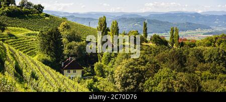 Weinberg auf österreichischer Landschaft. Landschaft der steirischen Natur. Stockfoto