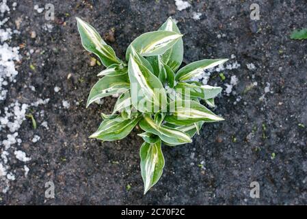 Hosta Striptease, geschlagen durch Sommerhagel Stockfoto