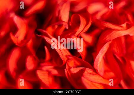 Rote Blume, Makro verschwommener Hintergrund. Hintergrund für Grußkarte. Für Frauen Tag und Valentinstag. Stockfoto