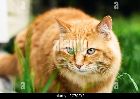 Eine rote Katze kommt aus dem Haus auf dem Land. Stockfoto