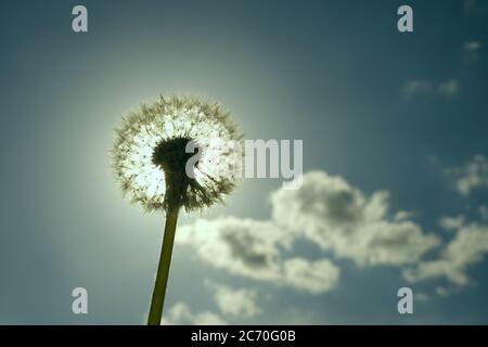 Löwenzahn in sonniger blauer Himmel Hintergrund. Wolken im Hintergrund. Stockfoto
