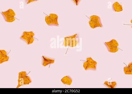 Herbstkomposition. Rosa Hintergrund mit Ahornblättern. Flach liegend, Draufsicht. Stockfoto