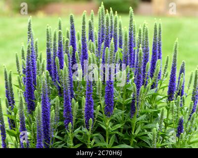 Eine Nahaufnahme der Blütenspitzen von Veronica Ulster Blue Dwarf Stockfoto