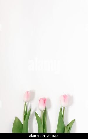 Der minimalistische Trend ist eine stilvolle Grußkarte für den Muttertag. Rosa Tulpen auf einem Hintergrund mit Kopierraum Stockfoto