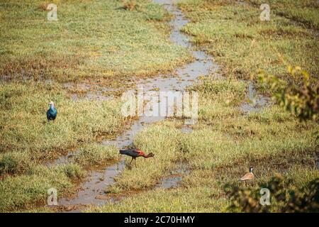 Goa, Indien. Graukopf-Swamphen, Hochglanz-Ibis und Rotwattler Kiebitz am Morgen auf der Suche nach Essen in Swamp. Plegadis falcinellus ist EIN watender Vogel Stockfoto