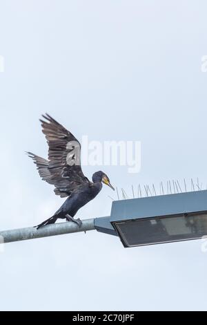 Kormoran bei Zeltingen in Rheinland-Pfalz, Deutschland Stockfoto