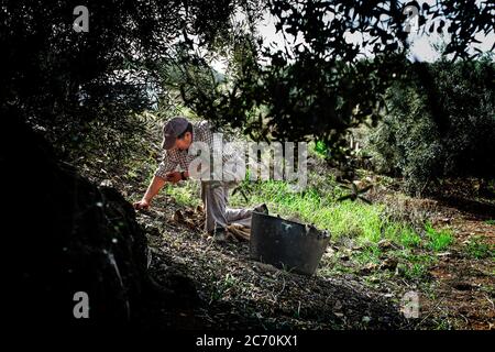 Antonio Cordero, Landwirt und Bruder von Salvador Cordero, nimmt Oliven, die auf dem Boden in einem Feld in der Nähe von Riogordo, Spanien gefallen sind. Datum: 22/02/2016. Fotograf: Xabier Mikel Laburu. Die Oliven, die aus dem Boden gesammelt werden, sind für niedrige Qualität Öle verwendet werden, da die Früchte, die nicht als guter Geschmack für regelmäßige Öl zu haben obwohl es perfekt für den menschlichen Verzehr unbedenklich ist. Stockfoto