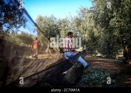 Juan Rodriguez, Hilfsarbeiter, Kreuze die Netze, die auf dem Boden, die Oliven zu sammeln, die fallen von den Bäumen in einem Feld in der Nähe von Riogordo, Spanien erweitert werden. Datum: 23/02/2016. Fotograf: Xabier Mikel Laburu. Juan ist ein Arbeiter, der regelmäßig in die Oliven- und Mandelbäumen Kampagnen für Salvador und Antonio Cordero arbeitet. Stockfoto