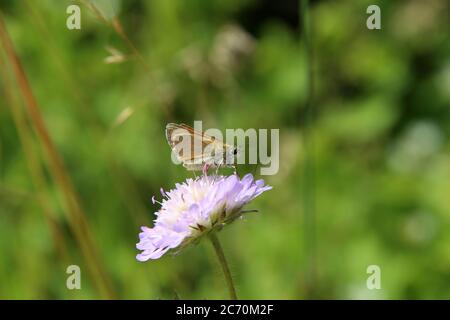 Eine Nahaufnahme eines großen Skipper Schmetterlings Stockfoto