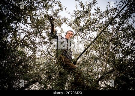 Savador López, Hilfsarbeiter, Oliven aus der oberen Zweige des Baumes in einem Feld in der Nähe von Riogordo, Spanien holt. Datum: 22.02.2016. Fotograf: Xabier Mikel Laburu. Stockfoto