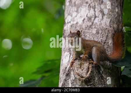 Rotes Eichhörnchen auf Zweig des Baumes thront. Stockfoto