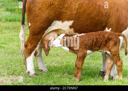 Kalb trinkende Milch von Mutter. Kuh mit neugeborenem Kalb auf grünem Gras der Wiese. Stockfoto