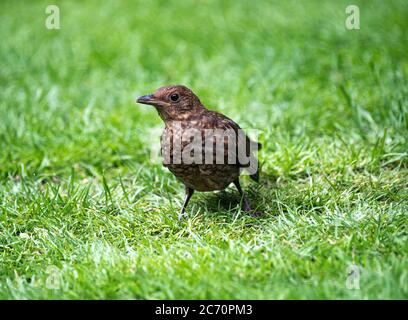 Ein jugendlicher Blackbird auf der Suche nach Nahrung in einem Garten auf einem Rasen in Alsager Cheshire England Vereinigtes Königreich Großbritannien Stockfoto