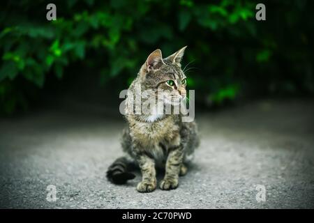 Eine wunderschöne gestreifte Wildkatze mit leuchtend grünen Augen sitzt im Sommer vor einem Hintergrund dunkelgrüner Blätter. Stockfoto