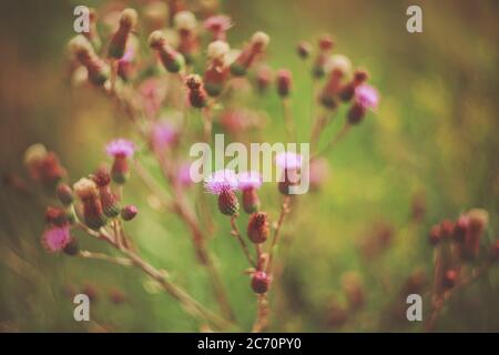 An einem Busch wilder Disteln, die zwischen grünem Gras wachsen, wachsen im Sommer viele Knospen und rosa Blüten. Stockfoto