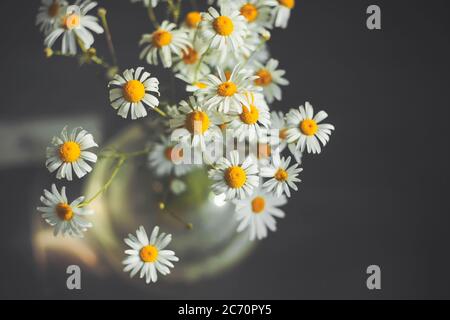 Draufsicht auf zarte weiße schöne Kamillen, die in einer Glasvase im Dunkeln stehen und von Sonnenstrahlen beleuchtet werden. Stockfoto