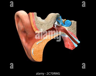 menschliche Ohr Anatomie Stockfoto
