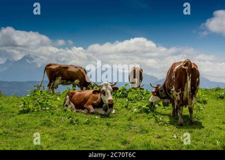 Kühe Abondance Rennen grasen auf der Alm in Joux Plane. Haute Savoie. Auvergne Rhone Alpes. Frankreich Stockfoto