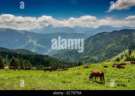 Kühe Abondance Rennen grasen auf der Alm in Joux Plane. Haute Savoie. Auvergne Rhone Alpes. Frankreich Stockfoto