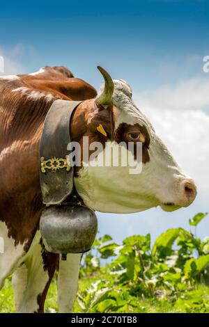 Kühe Abondance Rennen grasen auf der Alm in Joux Plane. Haute Savoie. Auvergne Rhone Alpes. Frankreich Stockfoto