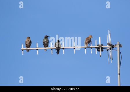 Stare, Sturnus vulgaris. Kleine Schar auf junge und Erwachsene Vögel auf Fernsehantenne gegen einen blauen Himmel thront. Britische Inseln Stockfoto