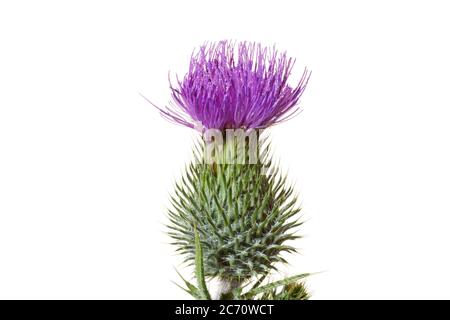 Bulle Thistle Blume isoliert auf weißem Hintergrund. Cirsium vulgare Stockfoto