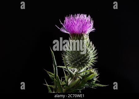 Bull Thistle Blume isoliert auf schwarzem Hintergrund. Cirsium vulgare Stockfoto