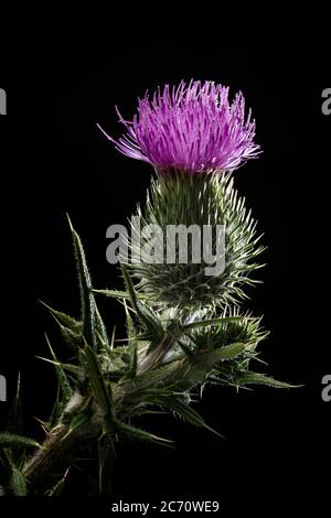 Bull Thistle Blume isoliert auf schwarzem Hintergrund. Cirsium vulgare Stockfoto