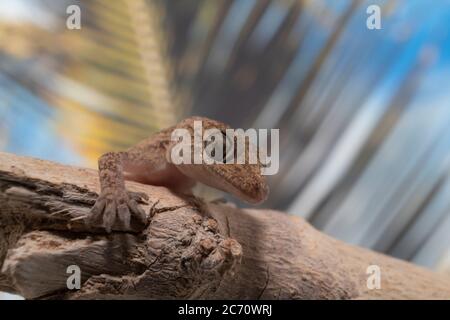 Nahaufnahme eines gewöhnlichen Hausgeckos auf einem Ast mit einer Palmwedel im Hintergrund Stockfoto
