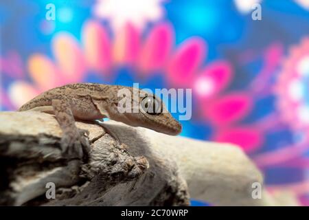 Nahaufnahme eines gewöhnlichen Hausgeckos auf einem Zweig mit buntem Hintergrund Stockfoto