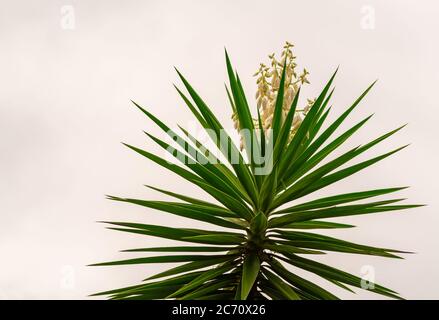 Agave angustifolia ist eine bildhauerische Pflanze, die sehr an die Trockenheit angepasst ist. Seine Blätter sind lang, schwert-förmig, rosettenförmig angeordnet und haben Dornen am edg Stockfoto