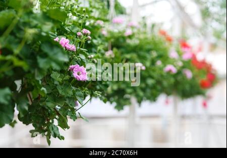 Modernes Gewächshaus für den Anbau von Pflanzen. Rosa und rote Blumen mit Blättern in Töpfen, die im Innenraum von der Decke hängen Stockfoto