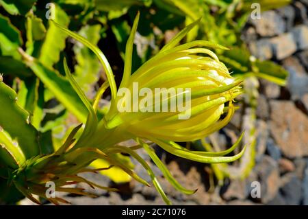 Pitaya Pflanze lateinischer Name Hylocereus undatus. Diese saftige Pflanze produziert eine essbare rote Frucht, die Pitaya-Frucht genannt wird Stockfoto