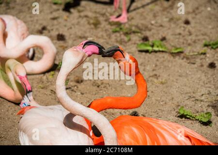 Zwei Flamingo Köpfe rosa und rot Farbe herzförmig Stockfoto