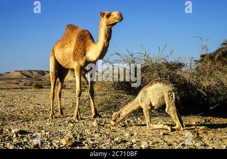 Ein weibliches und jugendliches Dromedar oder arabische Kamele (Camelus dromedarius), die in der Wüste wandern. Fotografiert in der Negev-Wüste, Israel Stockfoto