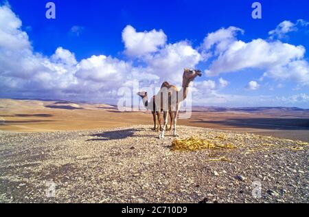 Ein weibliches und jugendliches Dromedar oder arabische Kamele (Camelus dromedarius), die in der Wüste wandern. Fotografiert in der Negev-Wüste, Israel Stockfoto