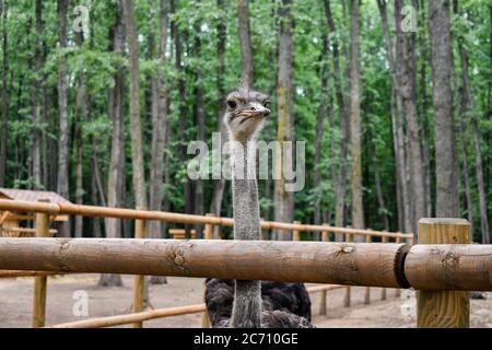 Ein Porträt eines Straußes (Struthio Camelus), ein gewöhnlicher Strauß (Struthio camelus), oder einfach Strauß, ist eine Art von großen flugunfreien Vögeln, die im Cert beheimatet ist Stockfoto