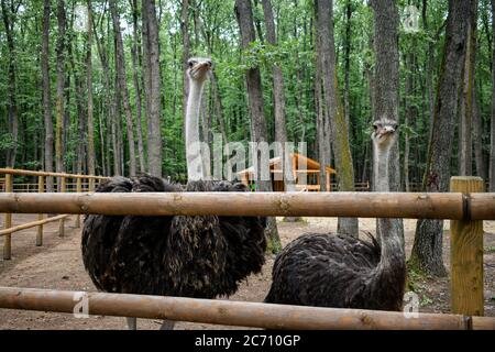 Ein Porträt eines Straußes (Struthio Camelus)der Strauß (Struthio camelus), oder einfach Strauß, ist eine Art von großen flugunfreien Vögeln, die in der Certa beheimatet sind Stockfoto