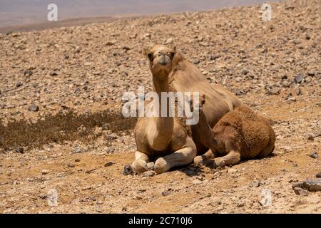 Ein weibliches und jugendliches Dromedar oder arabische Kamele (Camelus dromedarius), die in der Wüste wandern. Fotografiert in der Negev-Wüste, Israel Stockfoto