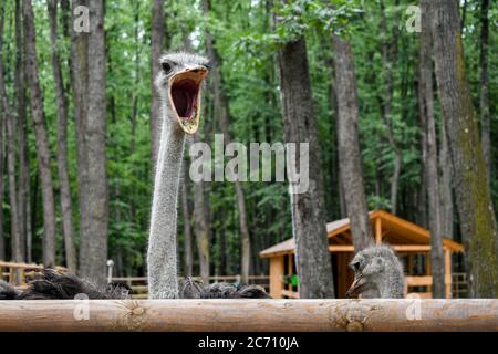 Der Strauß (Struthio camelus), oder einfach Strauß im Edenland Park aus rumänien, ist eine Art von großen flugunfreien Vögeln, die in bestimmten großen Gebieten beheimatet ist Stockfoto