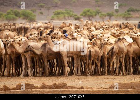 Eine Herde Dromedary oder arabische Kamele (Camelus dromedarius), die in der Wüste wandern. Fotografiert in der Negev-Wüste, Israel Stockfoto