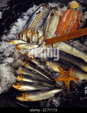 Vielfalt an ganz frischem Fisch mit Eis & Algen Hintergrund, Muschel & Seesterne Porträt-Format Stockfoto