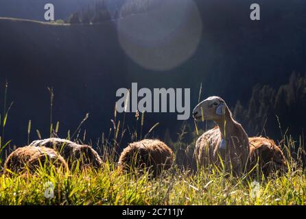 Ili, Chinas Autonome Region Xinjiang Uygur. Juli 2020. Schafe weiden auf der Sommerwiese im Kreis Tekes, nordwestlich der Autonomen Region Xinjiang Uygur in China, 2. Juli 2020. Quelle: Wang Fei/Xinhua/Alamy Live News Stockfoto