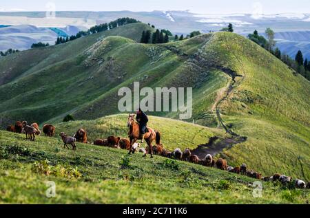 Ili, Chinas Autonome Region Xinjiang Uygur. Juli 2020. Ein Mann rudet auf der Sommerwiese im Kreis Tekes, nordwestlich der Autonomen Region Xinjiang Uygur, 2. Juli 2020. Quelle: Wang Fei/Xinhua/Alamy Live News Stockfoto