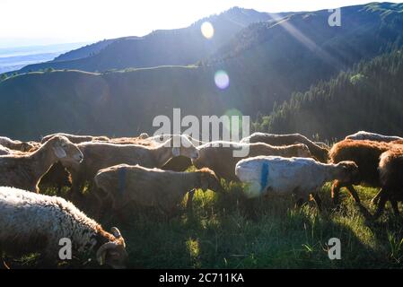 Ili, Chinas Autonome Region Xinjiang Uygur. Juli 2020. Schafe weiden auf der Sommerwiese im Kreis Tekes, nordwestlich der Autonomen Region Xinjiang Uygur in China, 2. Juli 2020. Quelle: Wang Fei/Xinhua/Alamy Live News Stockfoto