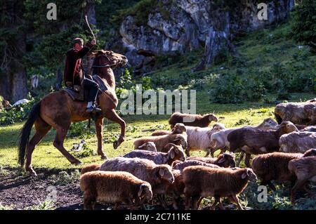 Ili, Chinas Autonome Region Xinjiang Uygur. Juni 2020. Ein Mann rudet auf der Sommerwiese im Kreis Tekes, nordwestlich der Autonomen Region Xinjiang Uygur, 30. Juni 2020. Quelle: Wang Fei/Xinhua/Alamy Live News Stockfoto