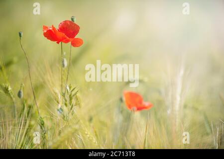 Rote Mohnblumen und Haferpflanzen im Sommerfeld mit Sonne, verschwommener Natur Hintergrund Stockfoto