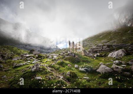 Zwei Schiffe in felsigen Bergen während nebligen Abend im Sommer Stockfoto